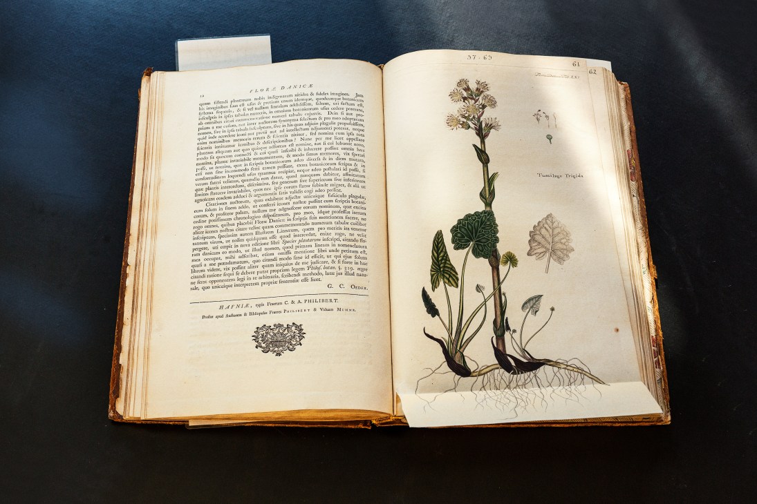 Open antique book showing 18th-century botanical illustration of a plant with handwritten annotations and Latin text on opposite page.