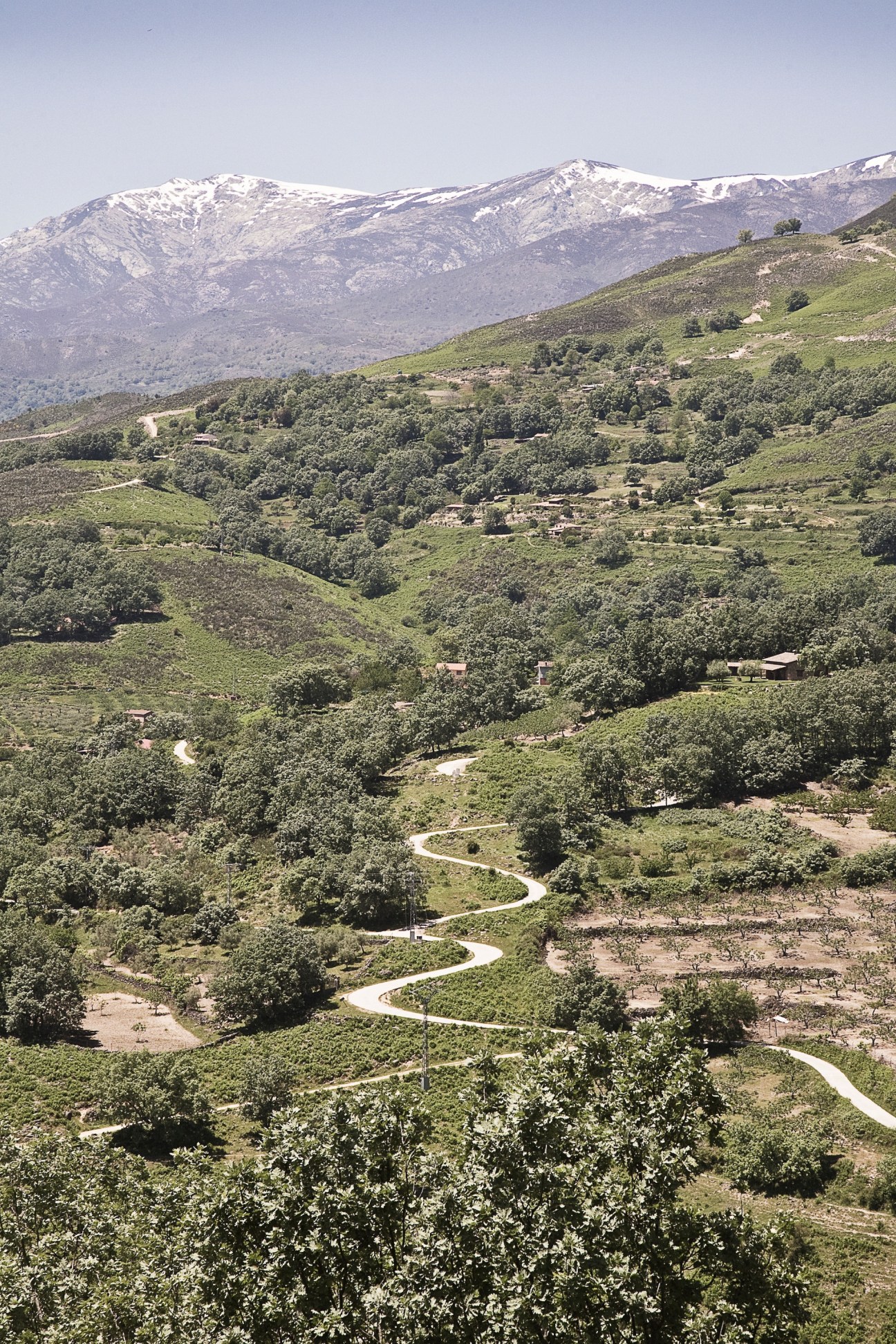 Rolling green hills with scattered trees and a winding road leading toward snow-capped mountains in the distance.