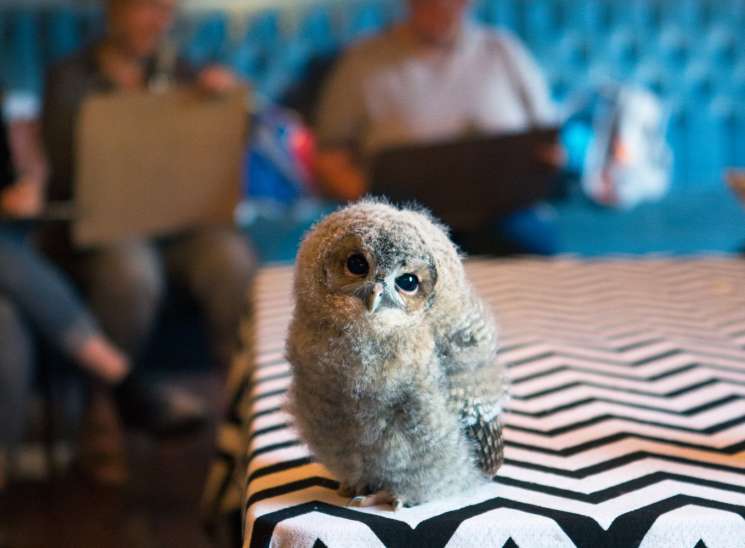 Young owlet bobbing its head during Wild Life Drawing session