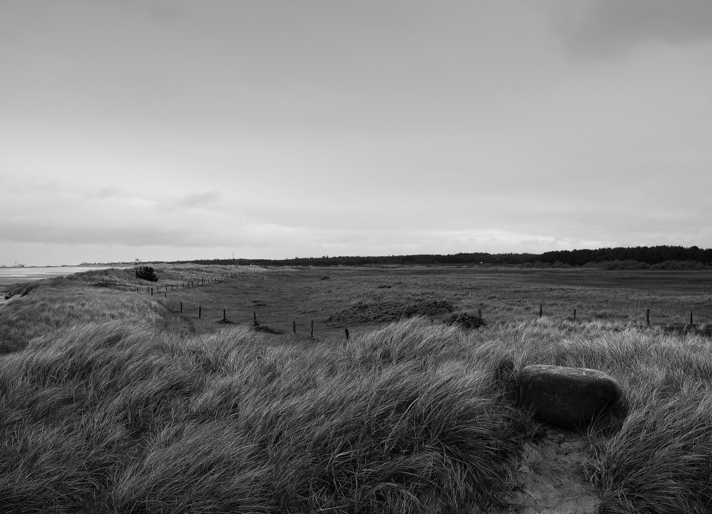 Black and white landscape of Læsø island showing grassy dunes, fence posts, and water in distance under cloudy sky.