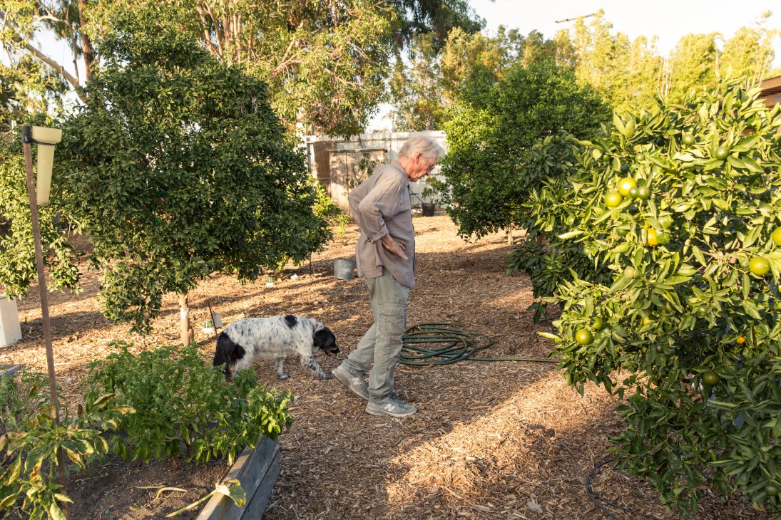 Man in gray shirt stands in a small orchard with fruit trees and a dog in his Culver City studio garden.