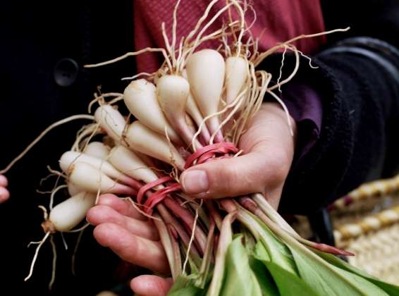 A hand holding freshly harvested organic ramps with white bulbs and green stems.