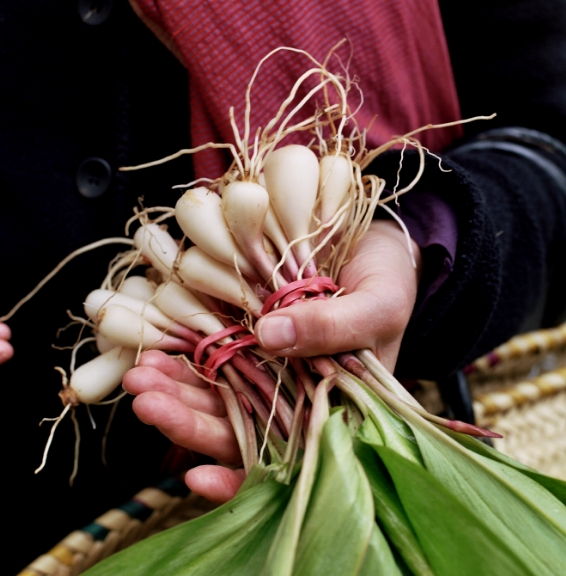 A hand holding freshly harvested organic ramps with white bulbs and green stems.