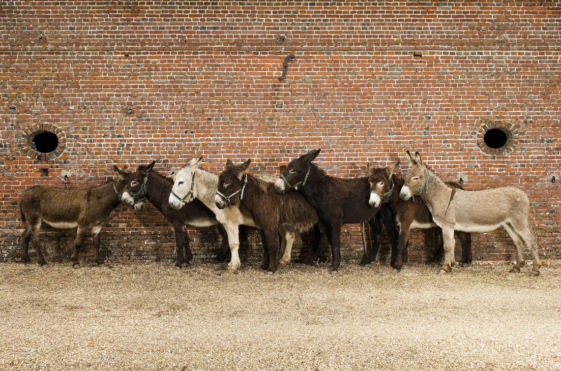 Seven donkeys of varying colors standing in a line against a red brick wall.
