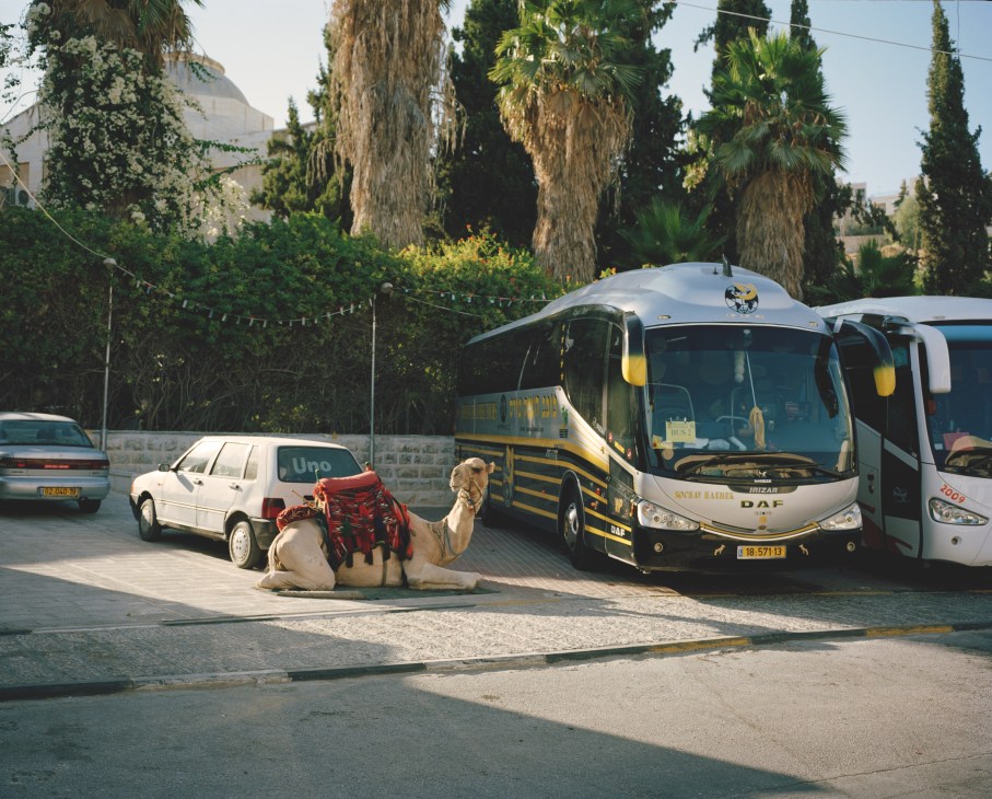 A camel sits between a white car and a yellow-and-black coach bus on a street lined with palm trees in Abu Dis.