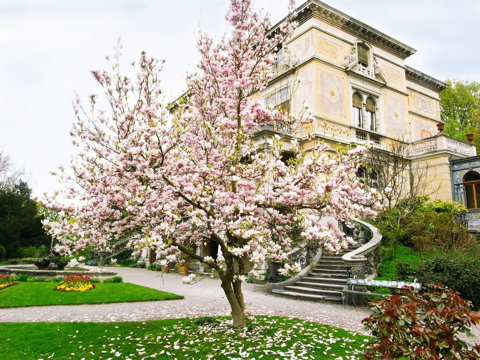 Pink magnolia tree in full bloom in front of a classical stone mansion with manicured lawns.