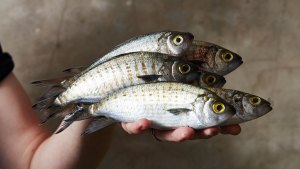 Eating fish, nose to tail