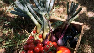 Vegetable scents, volcanic vineyards and a harvest festival